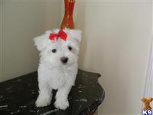 maltese puppy posted by Elegant Babies